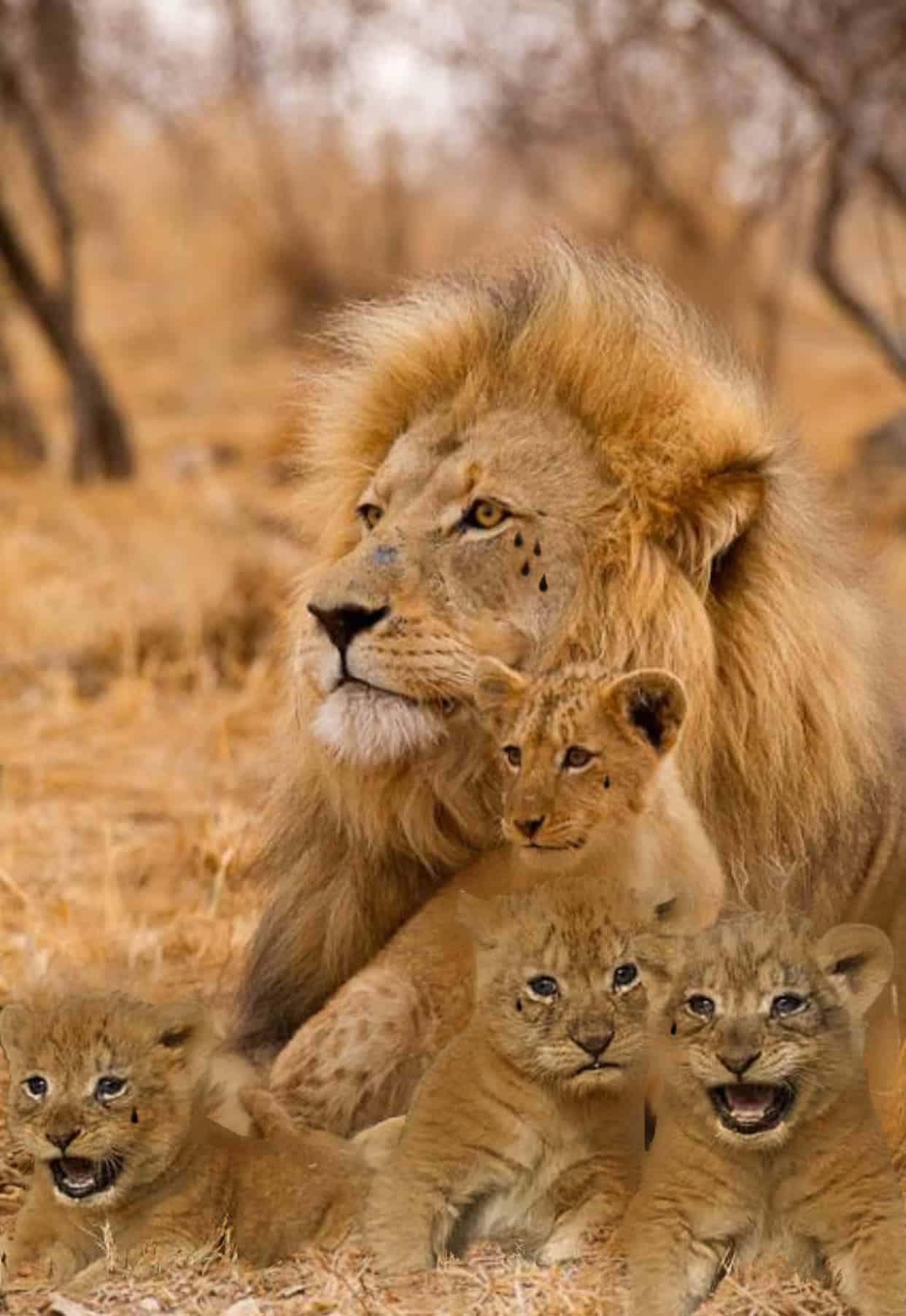 male lion and his four cubs, representing my children and me – Photo